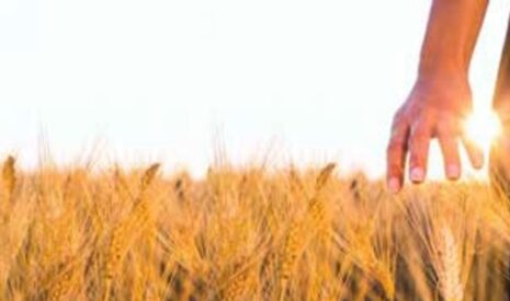 Désherbage des céréales : actionner tous les leviers