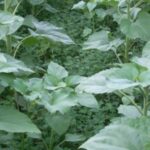 Plantes compagnes et cultures d’été