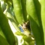 InVivo AgroSolutions se dote d’une direction Technique et Développement
