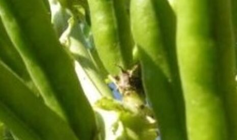 InVivo AgroSolutions se dote d&rsquo;une direction Technique et Développement