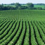 John Deere et BASF s’associent pour améliorer les rendements