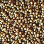 Sorgho grain, bilan de campagne 2012 et perspectives 2013