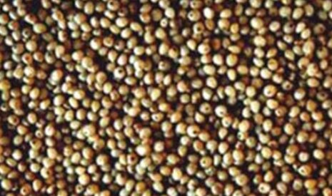 Sorgho grain, bilan de campagne 2012 et perspectives 2013
