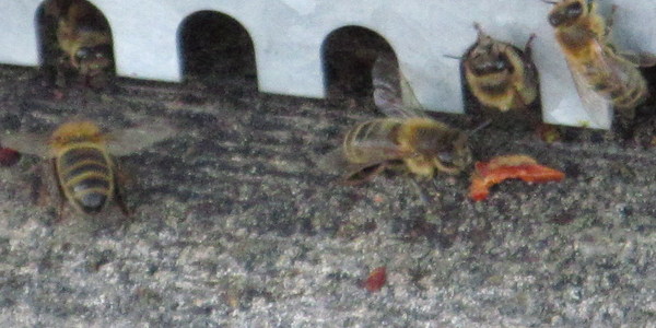 abeilles2