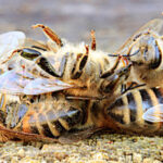 Les abeilles nous alertent sur le sens de l’histoire