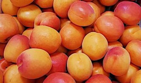 Ces abricots sont destinés à la poubelle !