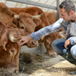 Y aura-t-il encore des vaches en France en 2031 ? Et si oui, où ?