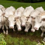 Filière bovine, la hausse des prix de la viande bovine va t-elle durer?