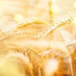 Agriculture biologique, le prix de la tonne de blé a baissé de 80 € en six mois