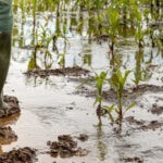 La sécurité climatique universelle, le nouveau pilier de la politique agricole