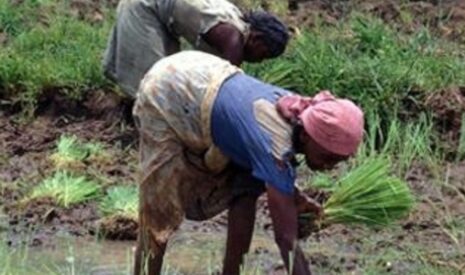 L’agriculture et la faim en Afrique
