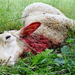 Et si l’ardoise laissée par le loup revenait au ministère de la Transition écologique et solidaire ?
