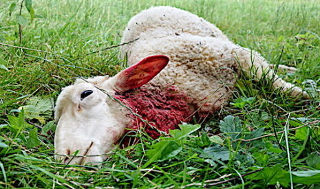 Et si l’ardoise laissée par le loup revenait au ministère de la Transition écologique et solidaire ?