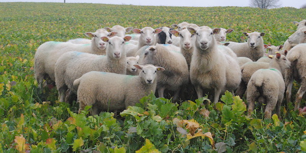 agneaux hiver finis dans les champs l hiver