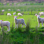 Comment sera redéployée la viande ovine issue de Nouvelle-Zélande une fois le Brexit consommé en 2019 ?