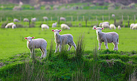Comment sera redéployée la viande ovine issue de Nouvelle-Zélande une fois le Brexit consommé en 2019 ?