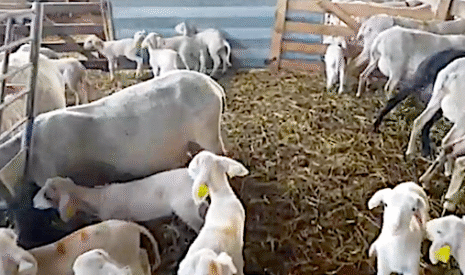 Agnelages de printemps en Haute-Loire
