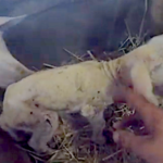 Le temps des agnelages en Haute-Loire