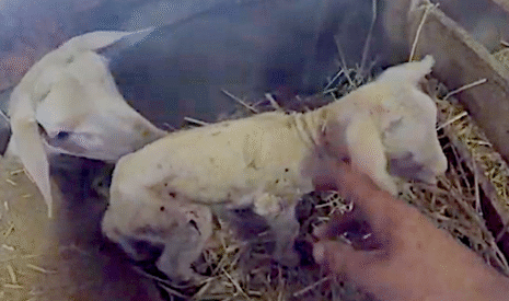 Le temps des agnelages en Haute-Loire