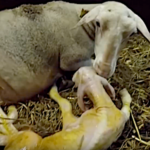 Comment l’éleveur aide la brebis pour la naissance de l’agneau