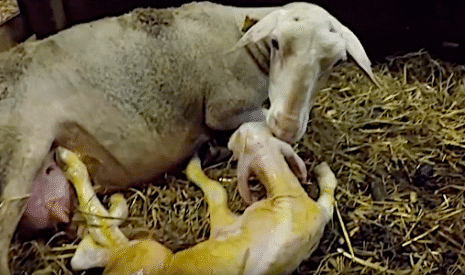 Comment l’éleveur aide la brebis pour la naissance de l’agneau
