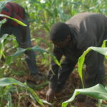 Ebola, l’agriculture et la sécurité alimentaire en 10 questions