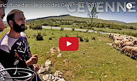 L’agriculture et l’élevage dans les Cévennes