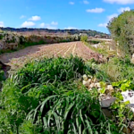 L’agriculture de Malte doit composer avec son manque d’eau