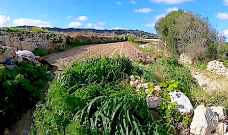 L’agriculture de Malte doit composer avec son manque d’eau