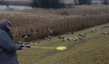Gestion des oiseaux nuisibles, un appareil sans accoutumance
