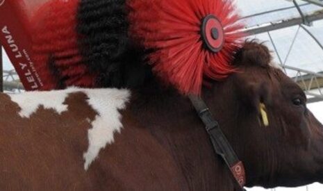 Le statut juridique de l’animal source d’inquiétudes pour les éleveurs