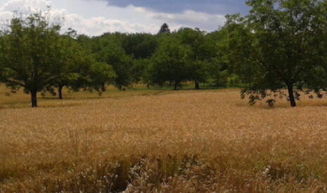 Paysages in Marciac 2014, agroforesterie au programme