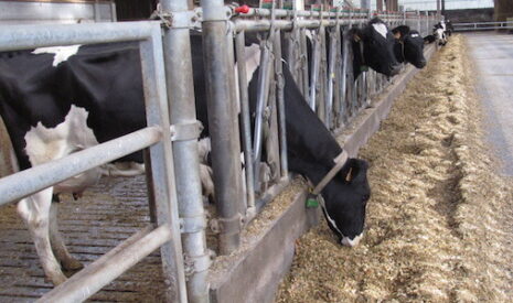 Le prix du lait a baissé 25 fois plus fortement que celui de l’aliment pour bétail