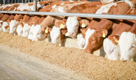 Alimentation animale et intrants aussi responsables de la baisse des revenus
