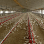 La nutrition animale française toujours dans l’ornière