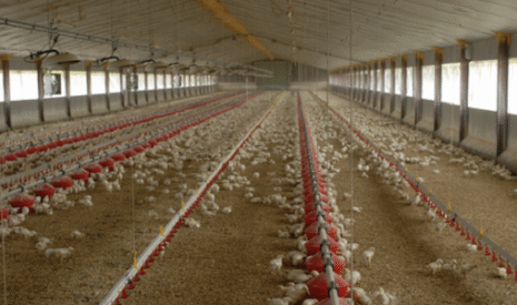 La nutrition animale française toujours dans l&rsquo;ornière