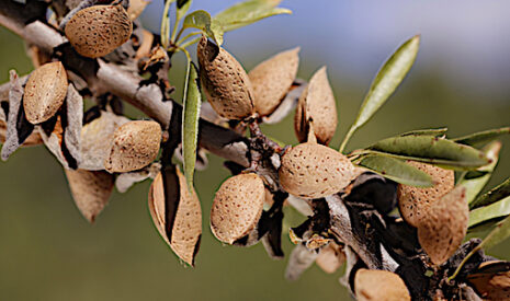 Pas de nougats ou calissons sans amandes de Provence