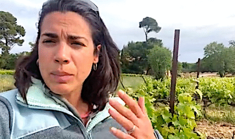 Comment les vignes repartent après le gel du 8 avril 2021