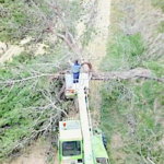 Un arbre tombe dans la vigne