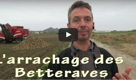 L’arrachage des betteraves expliqué en vidéo