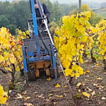 L’arrachage des ceps de vigne malades avec un chenillard
