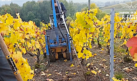 L’arrachage des ceps de vigne malades avec un chenillard