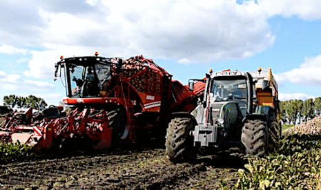 Travaux agricoles, l’arrachage des betteraves sucrières