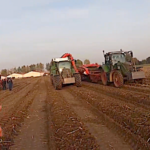Arrachage de pommes de terre dans des conditions difficiles