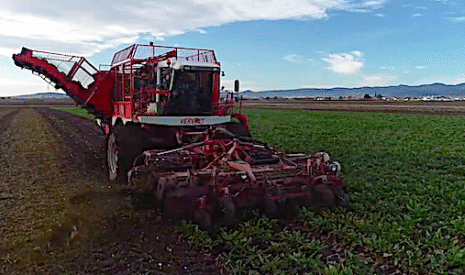 Vervaet Beet Eater arrache les betteraves sur neuf rangs