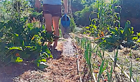 Tout savoir sur les besoins en eau du potager