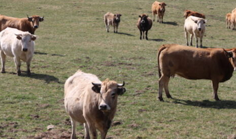 En Lozère, la mauvaise volonté tourne au scandale