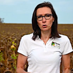 Quand déclencher la moisson des tournesols ? Les conseils de Terres Inovia