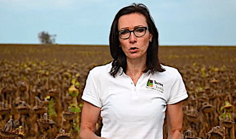 Quand déclencher la moisson des tournesols ? Les conseils de Terres Inovia