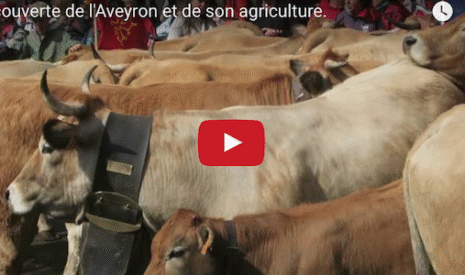 L’Aveyron, ses aubracs, ses transhumances, son roquefort…